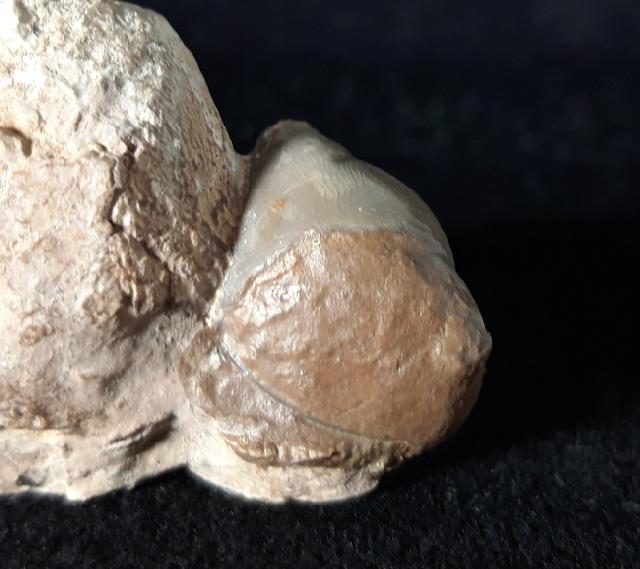 Nileus armandillo (DALMAN 1827) - Bild © FossNet FossilienStore